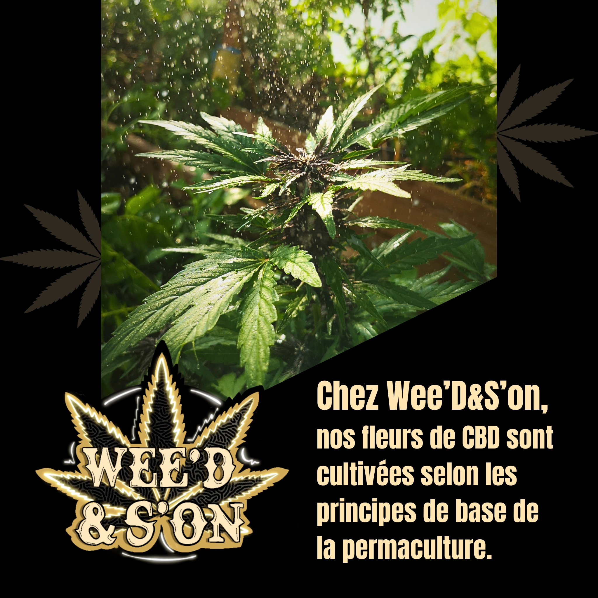 culture de cbd weed&son, isle jourdain
