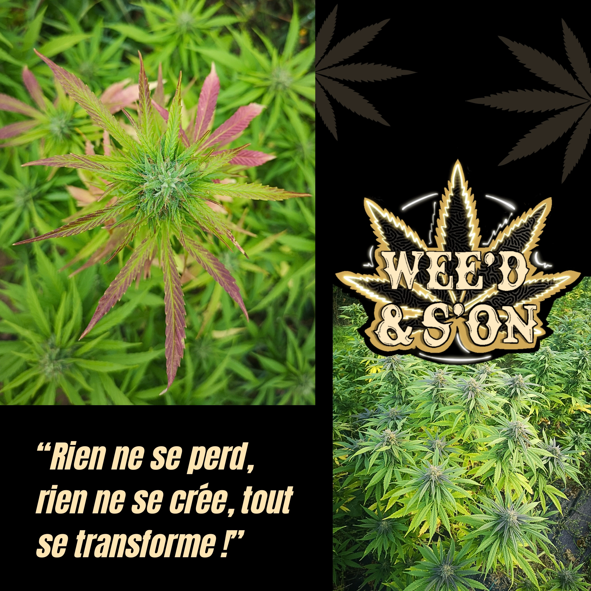 culture de cbd weed&son, isle jourdain