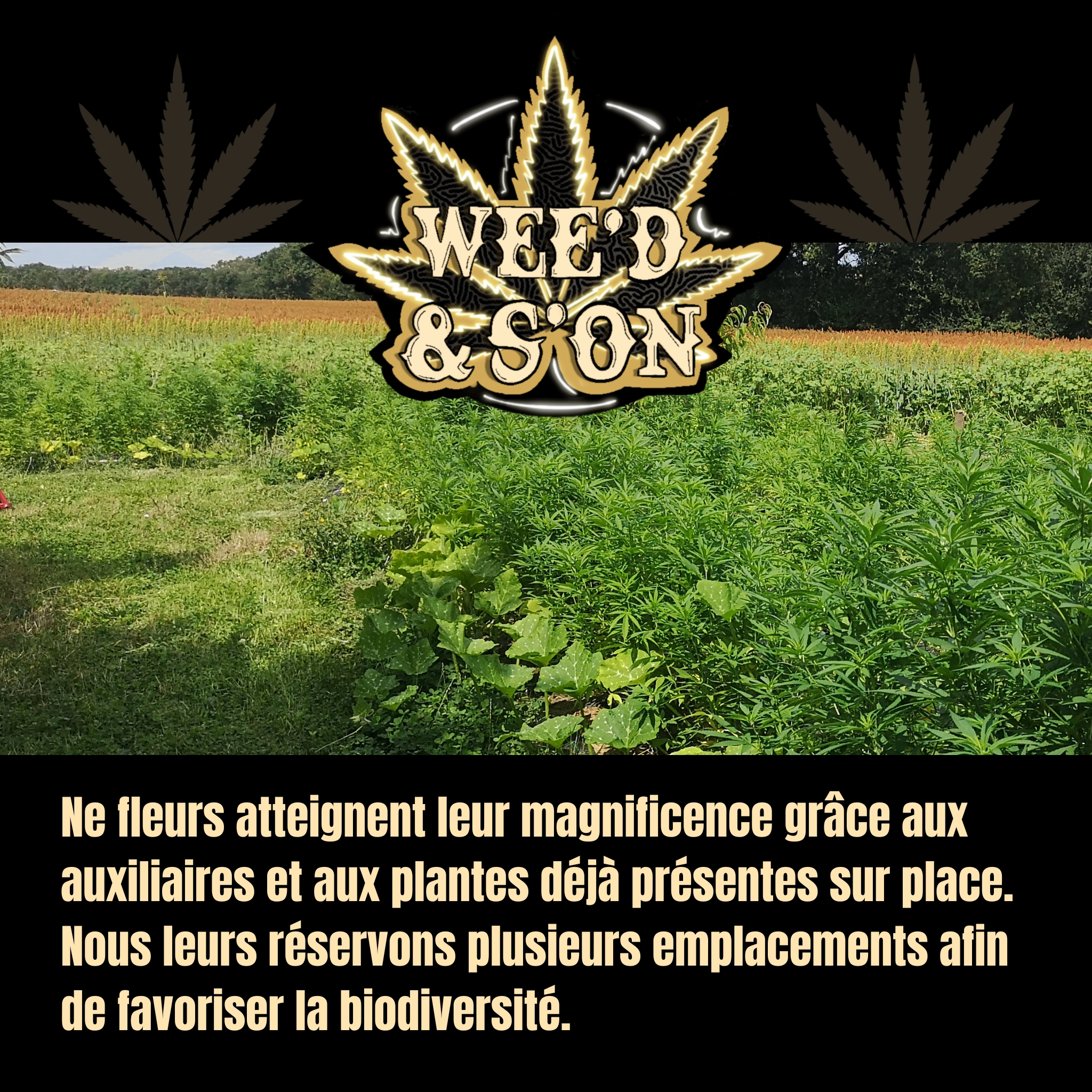 culture de cbd weed&son, isle jourdain