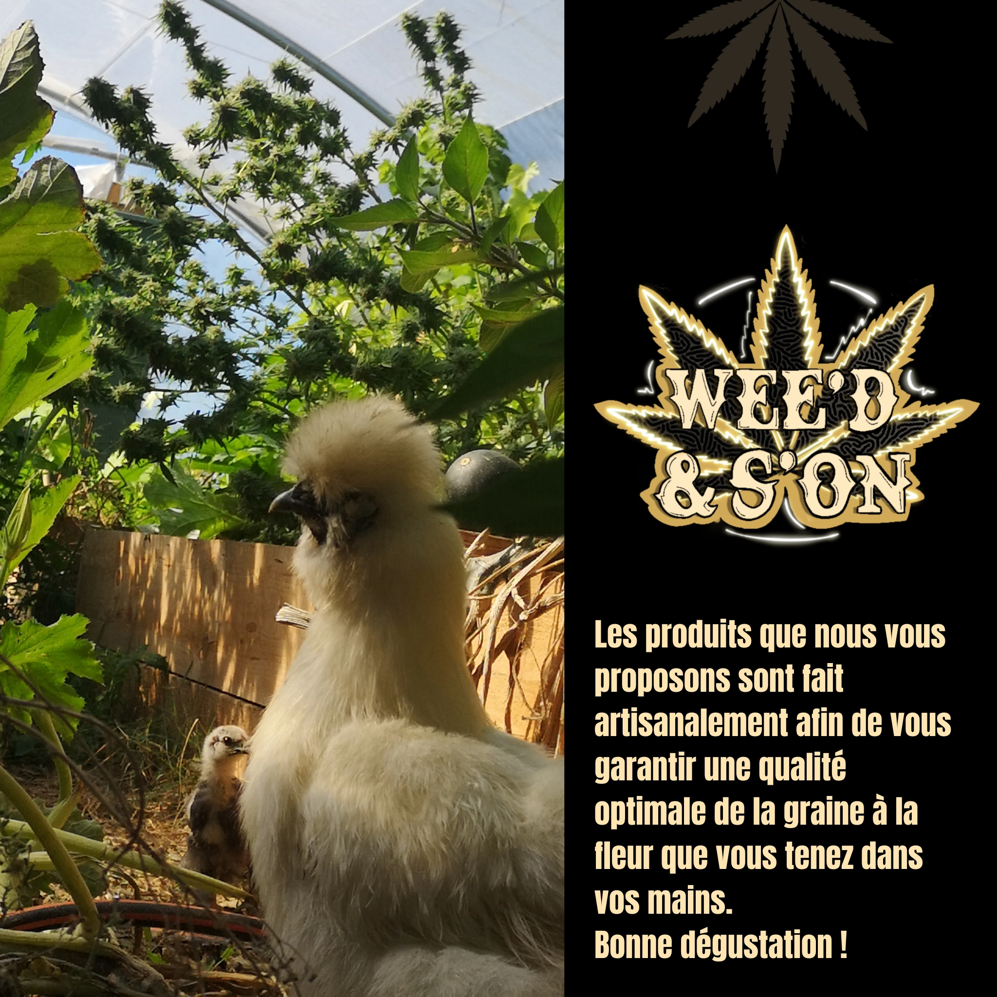 culture de cbd weed&son, isle jourdain