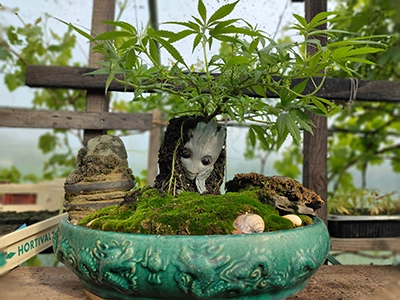 culture bio de cbd weed&son, isle jourdain