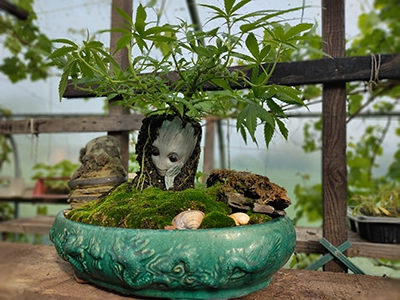 culture bio de cbd weed&son, isle jourdain